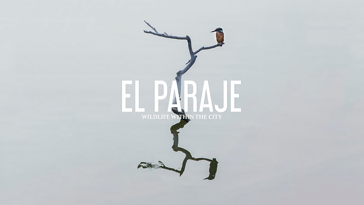 El Paraje, vida salvaje en la ciudad (english subtitles available)